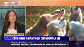 Retour sur ces chiens aidants qui changent la vie des personnes