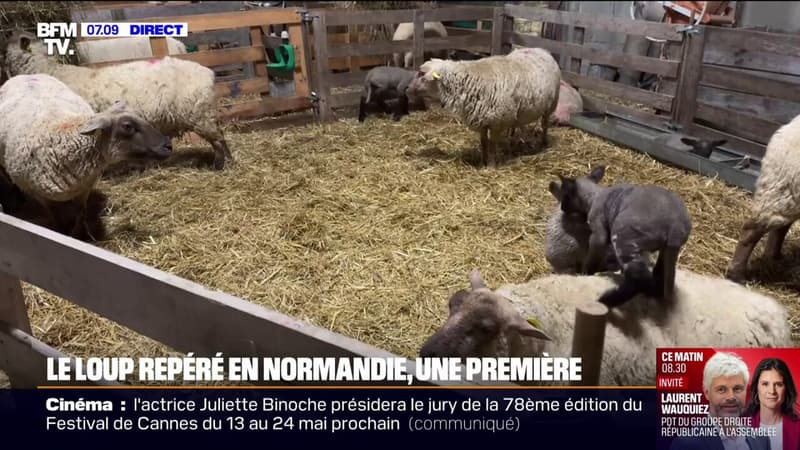 "Je ne m'y attendais pas du tout": La présence du loup attestée en Normandie après plusieurs attaques de troupeaux