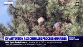 Île-de-France: le grand retour précoce des chenilles processionnairess