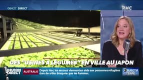 Objectif Terre : Des "usines à légumes" en villes au Japon - 02/01
