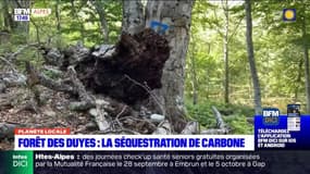 Planète Locale du mercredi 4 octobre - Changement climatique : la gestion des forêts 
