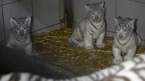 Les trois tigres blancs nés au zoo d'Amnéville, Moselle, ici le 9 mars 2020