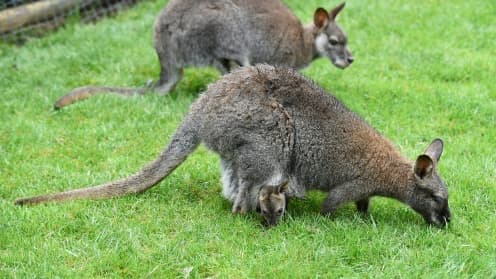 Image d'archives datant d'avril 2016, montrant des wallabies similaires à celui retrouvé dans une petite ville néerlandaise.