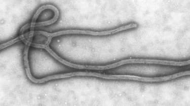 Microscopie électronique en transmission d'un virus Ebola