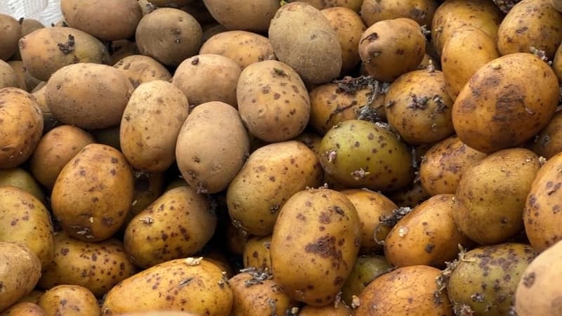 Des pommes de terre cultivées dans le Nord-Pas-de-Calais en mai 2023