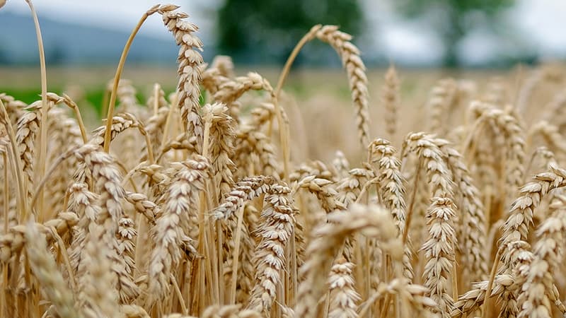 Un champ de blé (photo d'illustration)