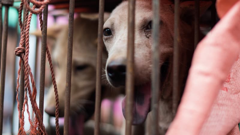 Des chiens en cage sur un marché chinois, en 2015. (photo d'illustration)
