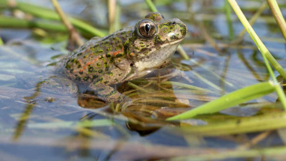"AU NIVEAU ÉCOLOGIQUE, C'EST FONDAMENTALE" : EN ISÈRE LA LIGUE DE PROTECTION DES OISEAUXDES INSTALLE DE NOUVELLES MARES