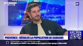Marseille: la LPO en accord avec la régulation ponctuelle de la population de gabians 