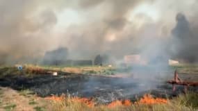 Des vignobles de l'Hérault et du Gard ont été fortement brûlés après la forte canicule de vendredi.
