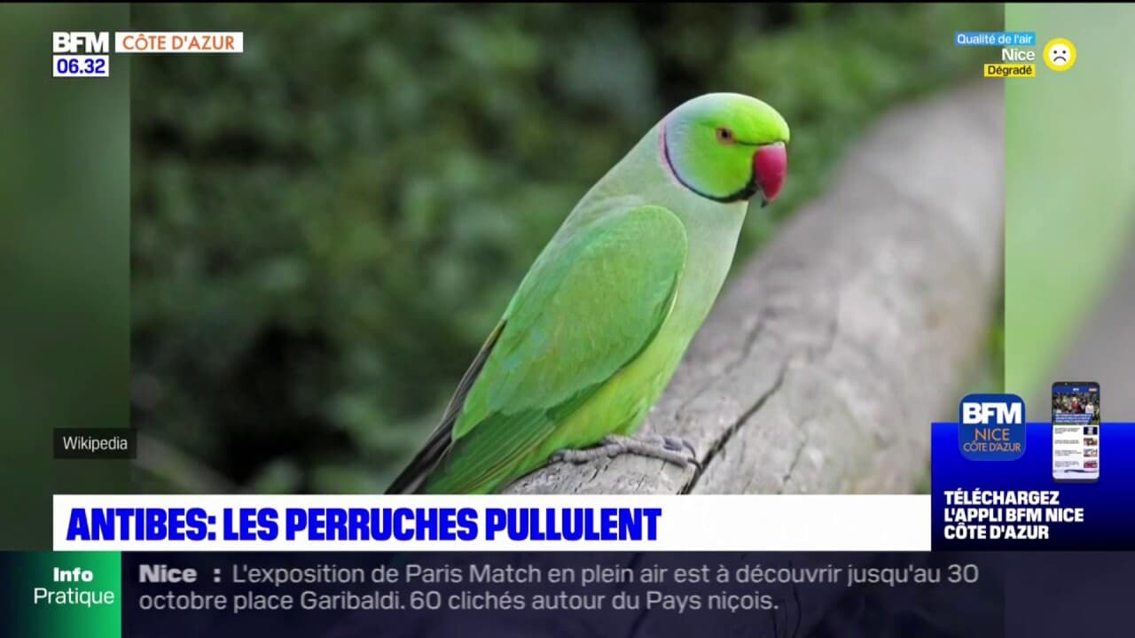 alpes-maritimes-antibes-chasse-les-perruches-dans-le-centre-ville
