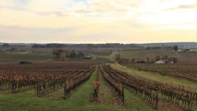 Le vignoble d'Armagnac en novembre 2021 (Photo d'illustration).