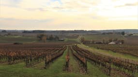 Le vignoble d'Armagnac en novembre 2021 (Photo d'illustration).