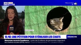 Lyon: une pétition pour stériliser les chats errants à la Croix-Rousse