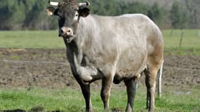 Cerise, la mascotte du Salon de l'Agriculture 2016