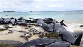 En Australie, 150 dauphins s'échouent sur une plage