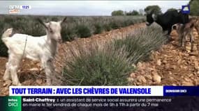 Tout Terrain: sur le plateau de Valensole avec les chèvres de la ferme La Pierrine