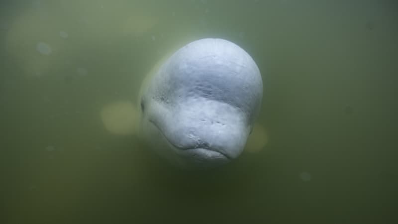 Un béluga.