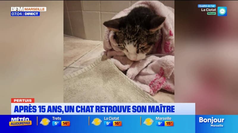 Pertuis: un chat disparu depuis 15 ans retrouve son maître avant de mourir quelques heures plus tard