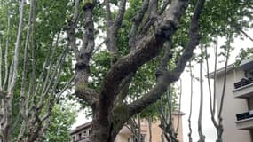 Des arbres à Lyon 