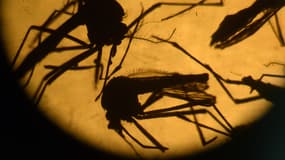 Zika peut aussi provoquer la myélite, grave atteinte des membres - Mardi 8 mars 2016