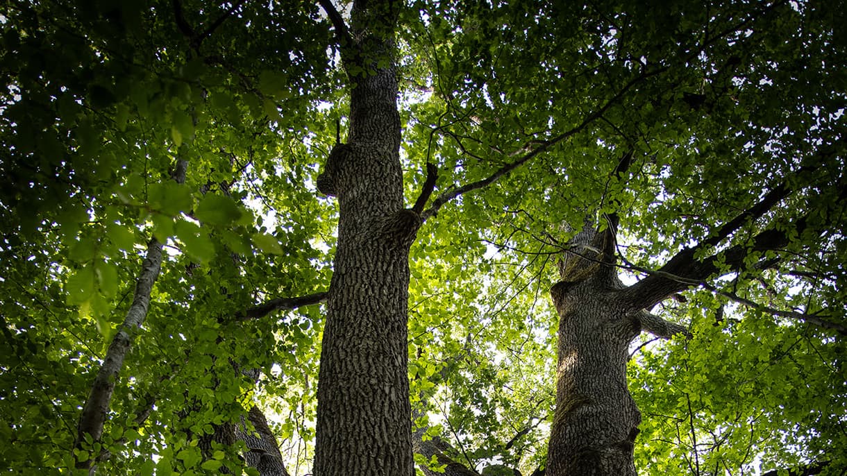 Forêt Hennessy
