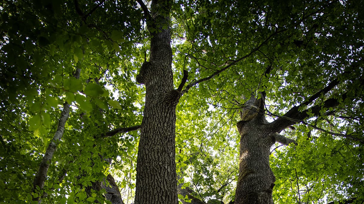 Forêt Hennessy 