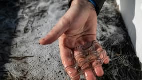 Un pêcheur montre des civelles qui vont être relâchées dans la Loire, à Saint-Martin-de-la-Place, le 14 février 2025 en Maine-et-Loire. (Photo d'illustration)

