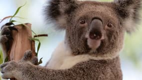 Des chercheurs vont tester un dispositif de reconnaissance faciale des koalas (photo d'illustration)