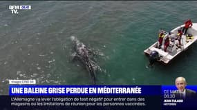 Un baleineau de 8m de long perdu en Méditerranée 