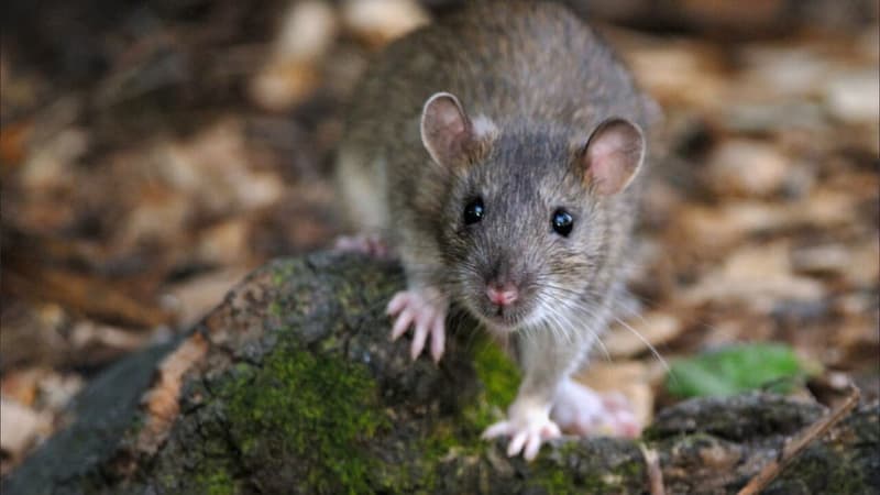 Punaises de lit, rats... Ces nuisibles se multiplient