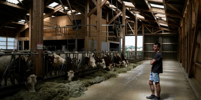 L'éleveur français Pierre-Jean Duchêne, dont les vaches viennent d'être vaccinées contre la dermatose nodulaire, dans son hangar à Entrelacs, en Savoie, le 11 juillet 2025.