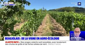 Beaujolais : de la vigne en agro-écologie