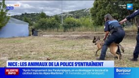 Nice: les animaux de la police s'entraînent avant leurs interventions
