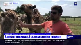 Les bons plans de l'été: à dos de chameau à la camelerie de Feignies