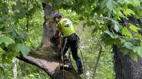 L'arbre, gangrené aux racines, a dû être abattu.