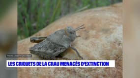 Les criquets de Crau menacés d'extinction