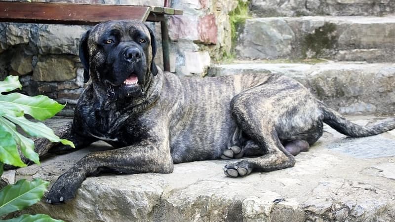 L'homme, âgé de 29 ans et sous l'emprise d'alcool et de drogues, s'en est pris au canidé, un Cane Corso de 11 ans répondant au nom de Alien, pendant sa promenade du soir, samedi à Torreilles.