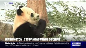 Zoo de Washington: les deux pandas géants venus de Chine présentés au public