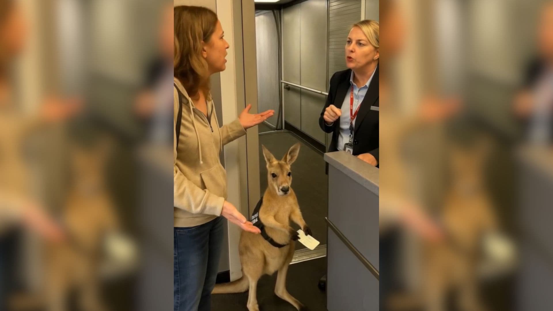 Une vidéo générée par ia d'un kangourou de soutien émotionnel devient virale sur x
