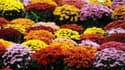 Il dépose ses fleurs dans un cimetière: un horticulteur raconte sa démarche sur RMC