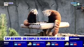 Cap au Nord: un couple de panda roux au zoo de Fort-Mardyck