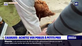 Calvados: achetez vos poules à petits prix