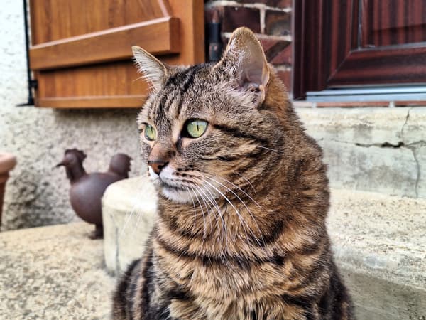 Un chat en mode portrait avec le Samsung Galaxy A54 5G