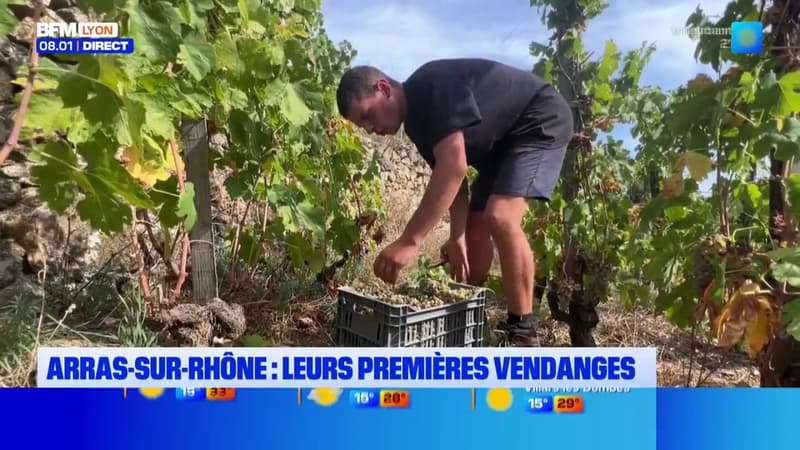 Arras-sur-Rhône : les premières vendanges débutent plus tôt cette année à cause des fortes chaleurs