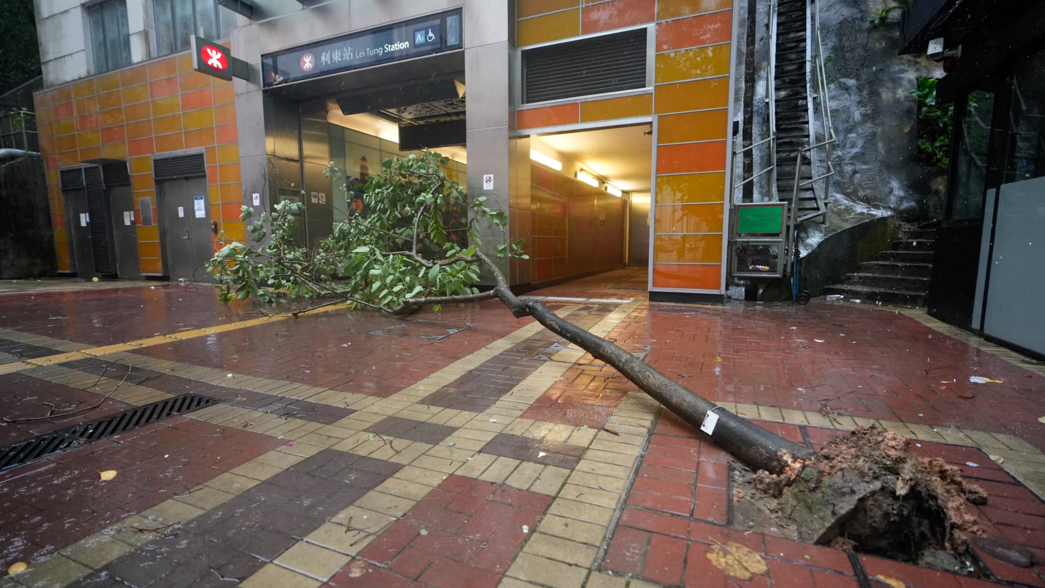 A road tree demolished by the wind in Hong Kong on July 20, 2025