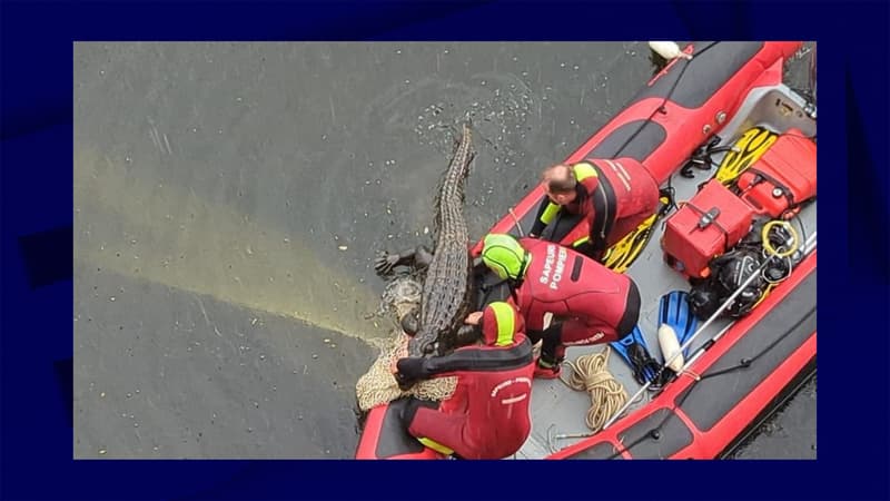 Le faux crocodile en train d'être extrait des eaux de la Dordogne, à Bergerac, lundi 22 mai 2023.