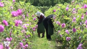 Les savoir-faire liés au parfum de Grasse entrent au patrimoine culturel immatériel de l'Humanité