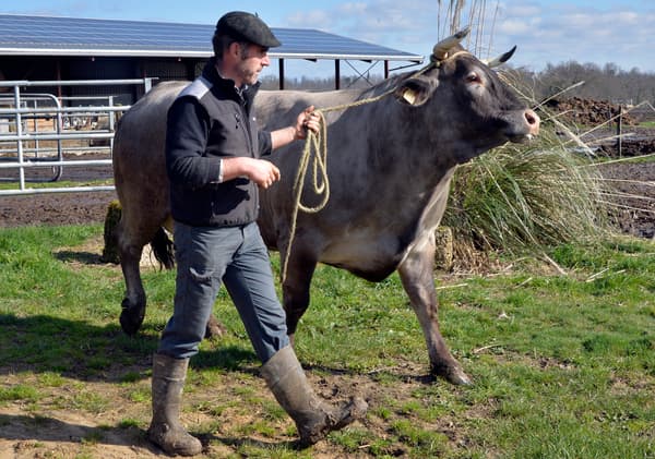 Cerise, vache égérie de l'édition 2016 du Salon de l'agriculture, et son éleveur Joël Sillac à Perquie (Landes), le 16 février 2016. 
