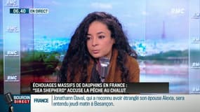 "Une hécatombe de dauphins le long des côtes françaises", alerte la présidente de Sea Shepherd France